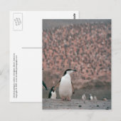 Chinstrap Penguin Postcard Postkarte (Vorne/Hinten)