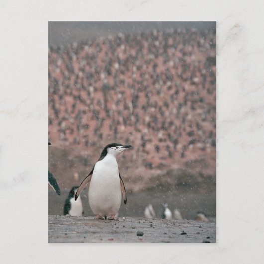 Chinstrap Penguin Postcard Postkarte (Vorderseite)