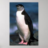 Chinstrap Penguin Poster (Vorne)