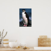 Chinstrap Penguin Poster (Küche)