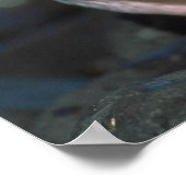 Chinstrap Penguin Poster (Ecke)