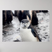 CHINSTRAP PENGUIN POSTER (Vorne)