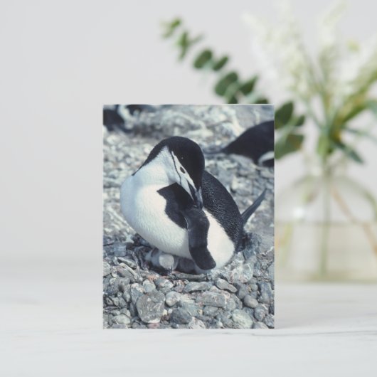 Chinstrap Penguin Postkarte (Stehend Vorderseite)