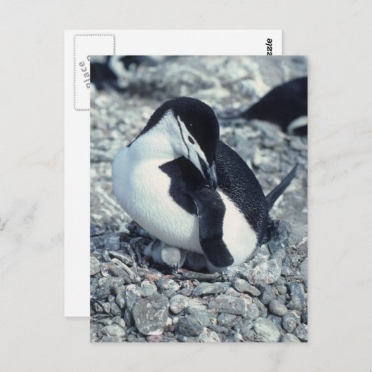 Chinstrap Penguin Postkarte (Vorne/Hinten)