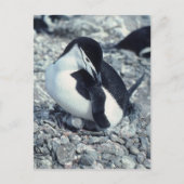 Chinstrap Penguin Postkarte (Vorderseite)