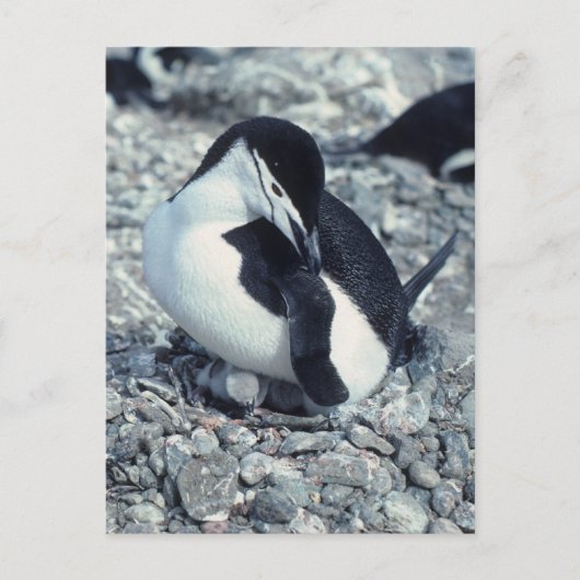 Chinstrap Penguin Postkarte (Vorderseite)