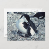 Chinstrap Penguin Postkarte (Vorne/Hinten)