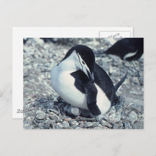 Chinstrap Penguin Postkarte (Vorne/Hinten)