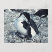 Chinstrap Penguin Postkarte (Vorderseite)