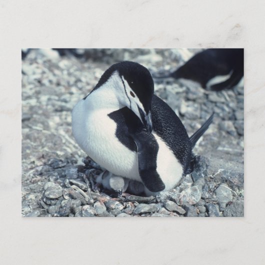 Chinstrap Penguin Postkarte (Vorderseite)