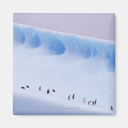 Chinstrap Penguin, South Orkney Islands Magnet (Vorne)