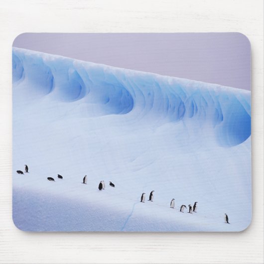 Chinstrap Penguin, South Orkney Islands Mousepad (Vorne)