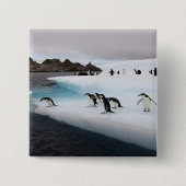 Chinstrap Penguins Button (Vorderseite)