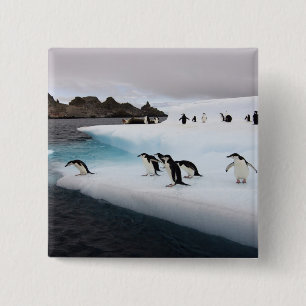 Chinstrap Penguins Button