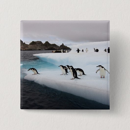 Chinstrap Penguins Button (Vorderseite)