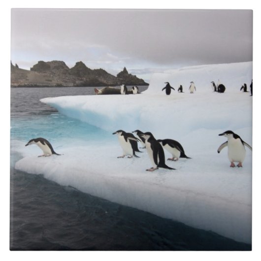 Chinstrap Penguins Fliese (Vorderseite)