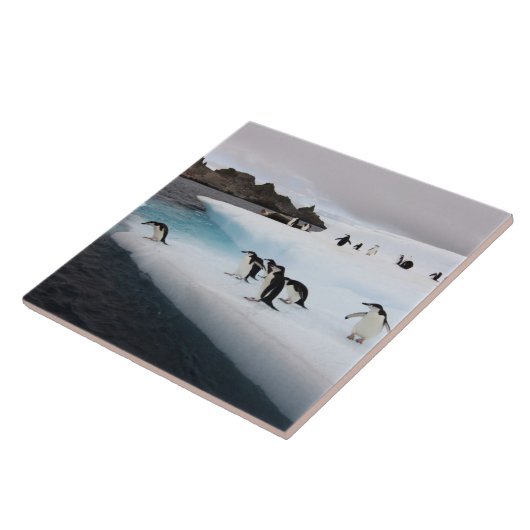 Chinstrap Penguins Fliese (Seite)
