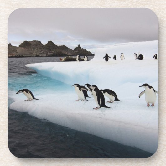 Chinstrap Penguins Getränkeuntersetzer (Vorderseite)