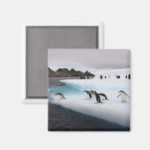 Chinstrap Penguins Magnet (Vorderseite/Rückseite)