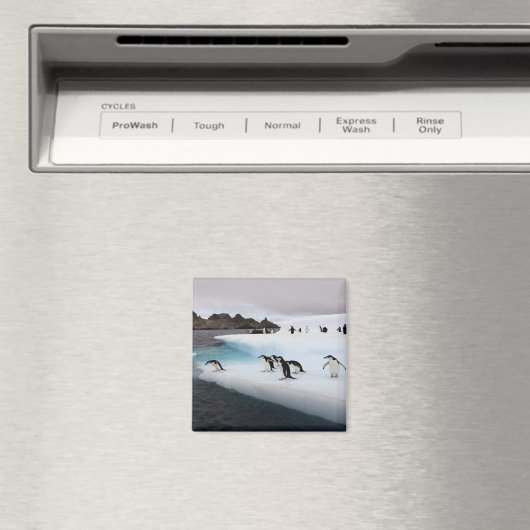 Chinstrap Penguins Magnet (In Situ (Geschirrspüler))
