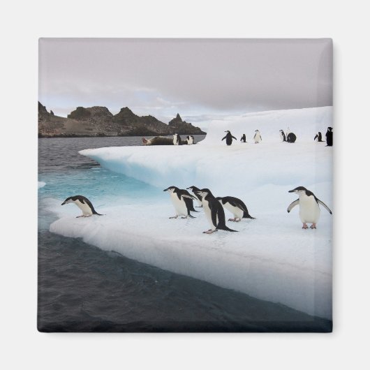 Chinstrap Penguins Magnet (Vorne)