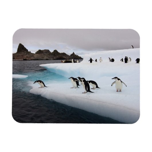 Chinstrap Penguins Magnet (Horizontal)