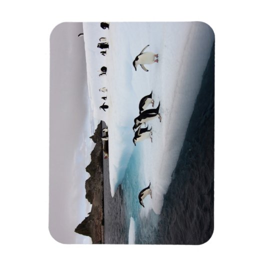 Chinstrap Penguins Magnet (Vertikal)