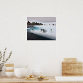 Chinstrap Penguins Poster (Küche)