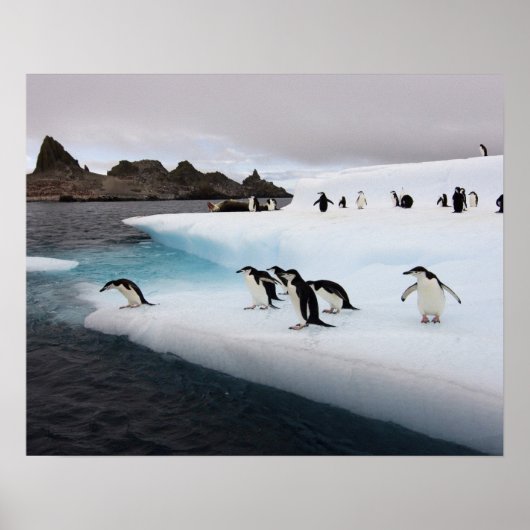 Chinstrap Penguins Poster (Vorne)