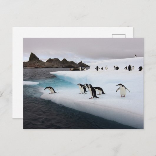 Chinstrap Penguins Postkarte (Vorne/Hinten)