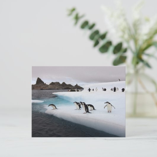 Chinstrap Penguins Postkarte (Stehend Vorderseite)