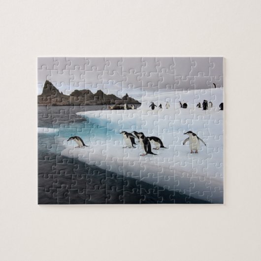 Chinstrap Penguins Puzzle (Horizontal)