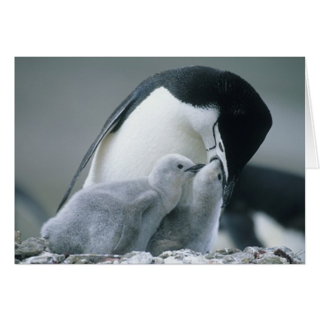 Chinstrap Penguins, Pygoscelis antarctica), (Vorderseite (Horizontal))