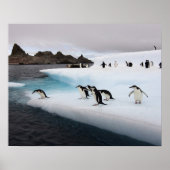 chinstrap penguins, Pygoscelis antarctica, 2 Poster (Vorne)