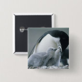 Chinstrap Penguins, Pygoscelis antarctica), Button (Vorne & Hinten)
