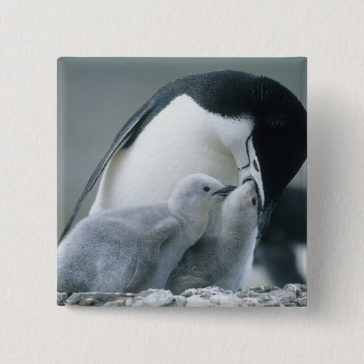 Chinstrap Penguins, Pygoscelis antarctica), Button (Vorderseite)