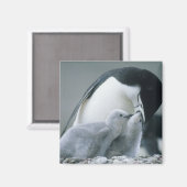 Chinstrap Penguins, Pygoscelis antarctica), Magnet (Vorderseite/Rückseite)