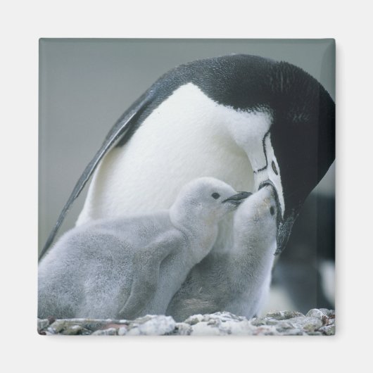 Chinstrap Penguins, Pygoscelis antarctica), Magnet (Vorne)