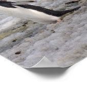 chinstrap penguins, Pygoscelis antarctica, Poster (Ecke)