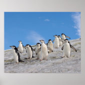 chinstrap penguins, Pygoscelis antarctica, Poster (Vorne)