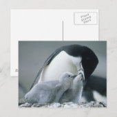 Chinstrap Penguins, Pygoscelis antarctica), Postkarte (Vorne/Hinten)