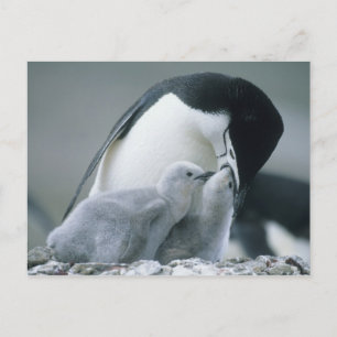 Chinstrap Penguins, Pygoscelis antarctica), Postkarte
