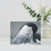 Chinstrap Penguins, Pygoscelis antarctica), Postkarte (Stehend Vorderseite)