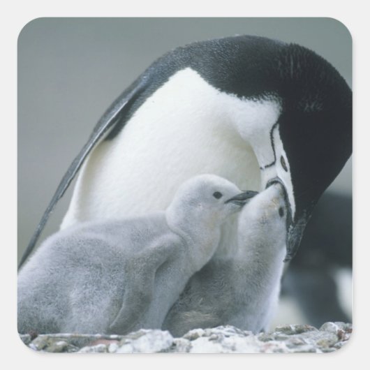 Chinstrap Penguins, Pygoscelis antarctica), Quadratischer Aufkleber (Vorderseite)