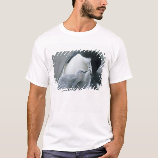 Chinstrap Penguins, Pygoscelis antarctica), T-Shirt (Vorderseite)