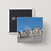 Chinstrap Penguins | Pygoscelis Antarktis Button (Vorne & Hinten)