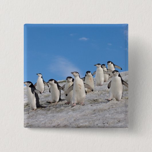 Chinstrap Penguins | Pygoscelis Antarktis Button (Vorderseite)