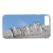 Chinstrap Penguins | Pygoscelis Antarktis Case-Mate iPhone Hülle (Rückseite (Horizontal))