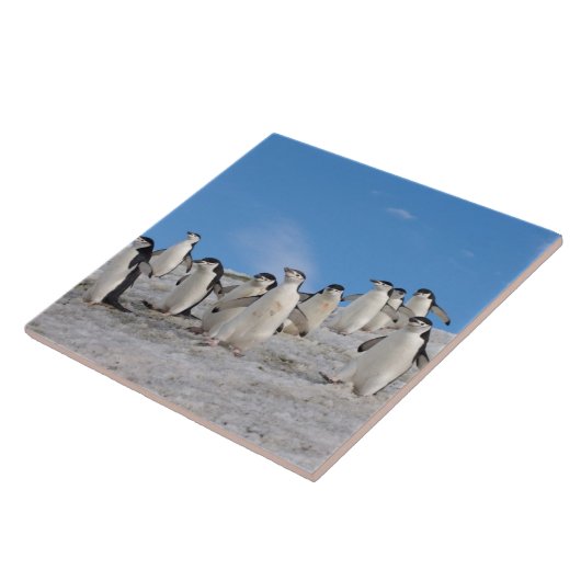 Chinstrap Penguins | Pygoscelis Antarktis Fliese (Seite)