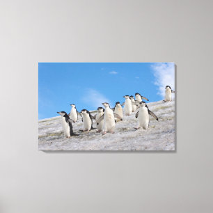 Chinstrap Penguins   Pygoscelis Antarktis Leinwanddruck